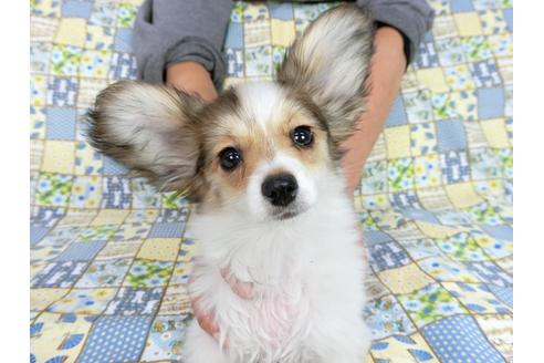 成約済の千葉県のパピヨン-59424の3枚目