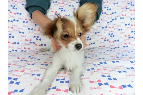 成約済の千葉県のパピヨン-58157