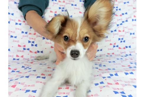 成約済の千葉県のパピヨン-58157の4枚目