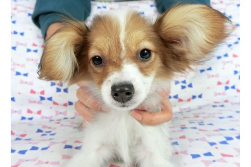 成約済の千葉県のパピヨン-58157の3枚目