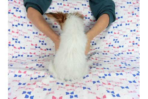 成約済の千葉県のパピヨン-58157の2枚目