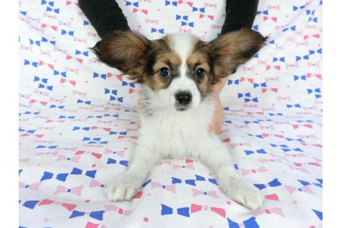 成約済の千葉県のパピヨン-61321の8枚目