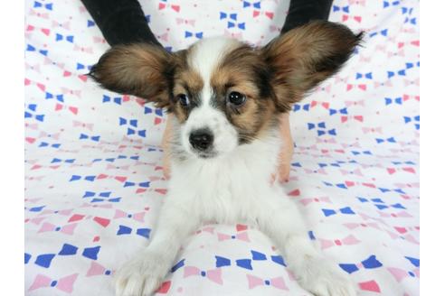 成約済の千葉県のパピヨン-61321の7枚目