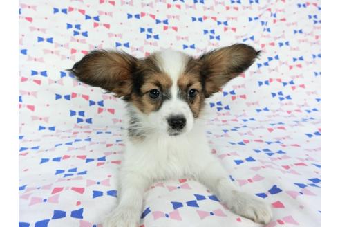 成約済の千葉県のパピヨン-61321の6枚目