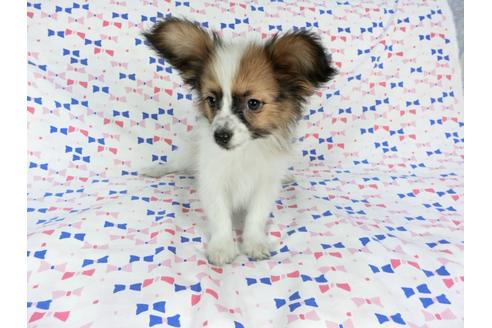 成約済の千葉県のパピヨン-61322の7枚目