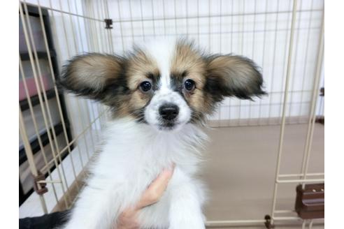 成約済の千葉県のパピヨン-61322の6枚目