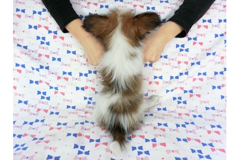 成約済の千葉県のパピヨン-61322の5枚目