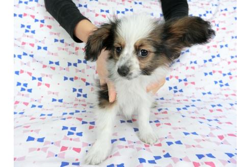 成約済の千葉県のパピヨン-61324の8枚目