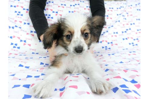 成約済の千葉県のパピヨン-61324の7枚目