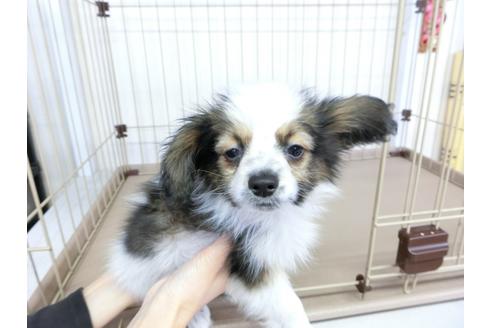 成約済の千葉県のパピヨン-61324の6枚目