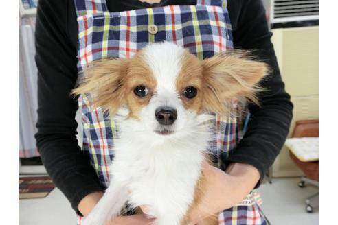 成約済の千葉県のパピヨン-56287の1枚目