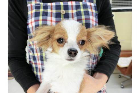 成約済の千葉県のパピヨン-56287の2枚目