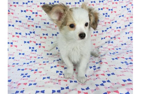 成約済の千葉県のパピヨン-60343の1枚目