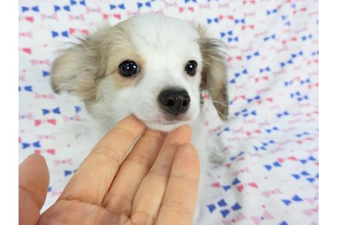 成約済の千葉県のパピヨン-60343の4枚目