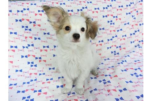 成約済の千葉県のパピヨン-60343の3枚目