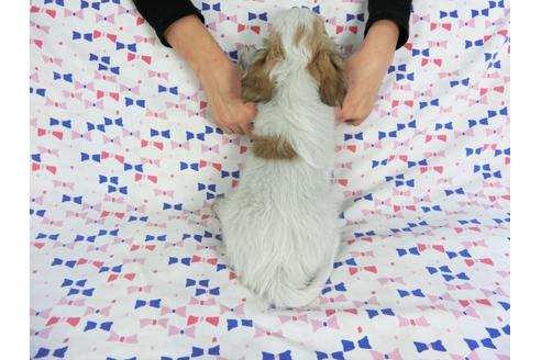 成約済の千葉県のパピヨン-60343の2枚目