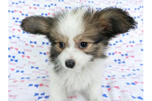 成約済の千葉県のパピヨン-61757の1枚目