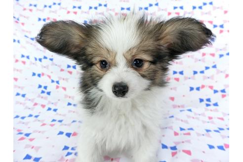 成約済の千葉県のパピヨン-61757の4枚目