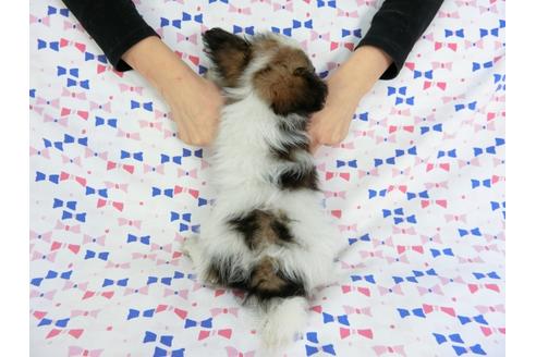 成約済の千葉県のパピヨン-61757の3枚目