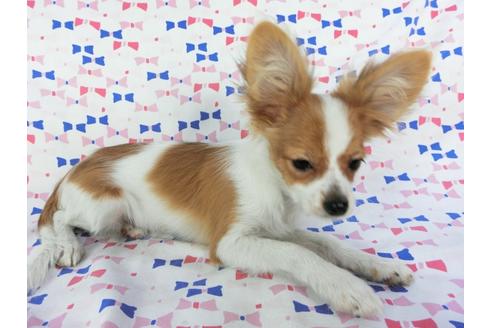 成約済の千葉県のパピヨン-57249の8枚目