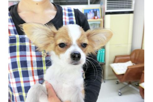 成約済の千葉県のパピヨン-57249の7枚目