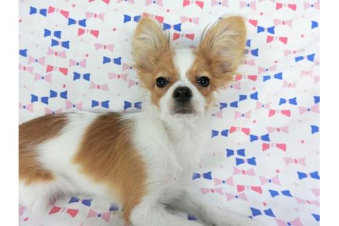 成約済の千葉県のパピヨン-57249の6枚目