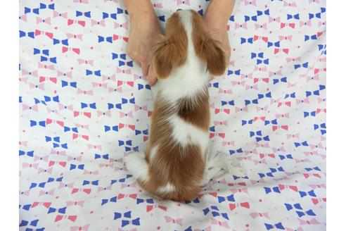 成約済の千葉県のパピヨン-57249の5枚目