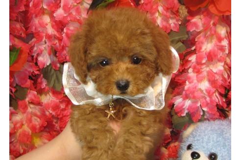 成約済の茨城県のトイプードル-63794の1枚目