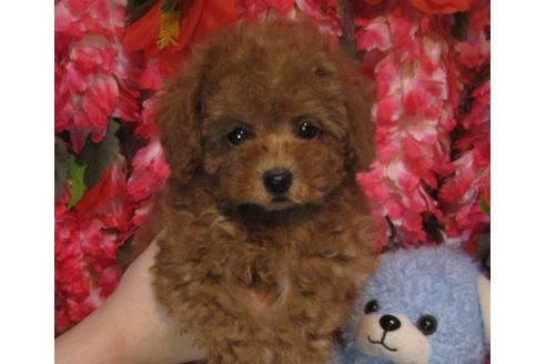 成約済の茨城県のトイプードル-63794の3枚目