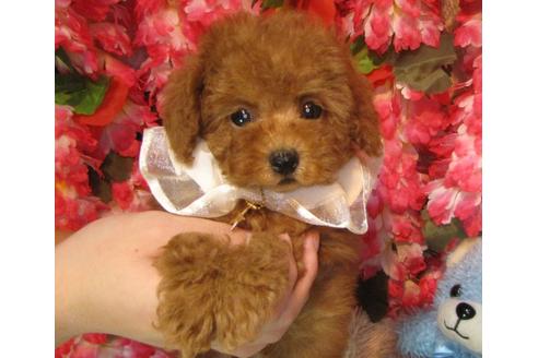 成約済の茨城県のトイプードル-63794の2枚目