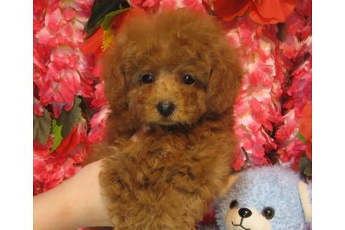 成約済の茨城県のトイプードル-63796の1枚目