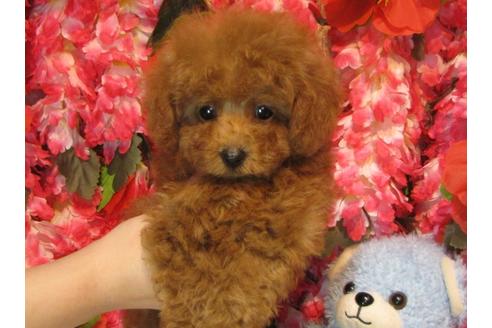 成約済の茨城県のトイプードル-63796の3枚目