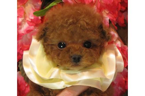 成約済の茨城県のトイプードル-63797の1枚目