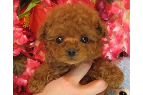 成約済の茨城県のトイプードル-63797の3枚目