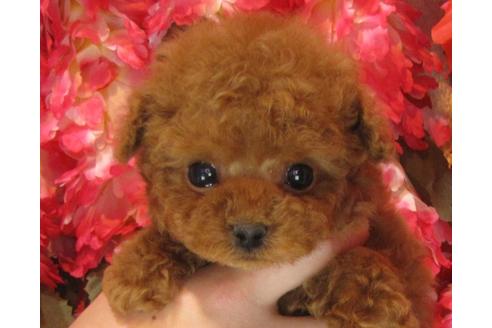 成約済の茨城県のトイプードル-63797の2枚目