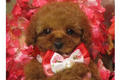 茨城県のトイプードル 女の子 18 11 17生まれ レッド 子犬id ブリーダーナビ