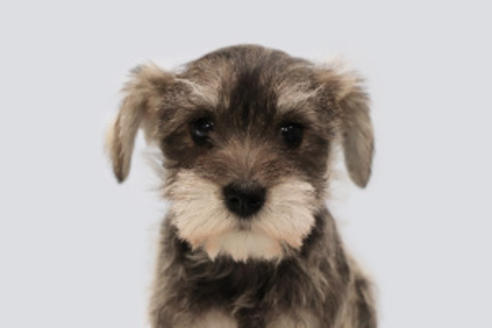 神奈川県のミックス犬 男の子 18 12 17生まれ お問合せください 子犬id ブリーダーナビ