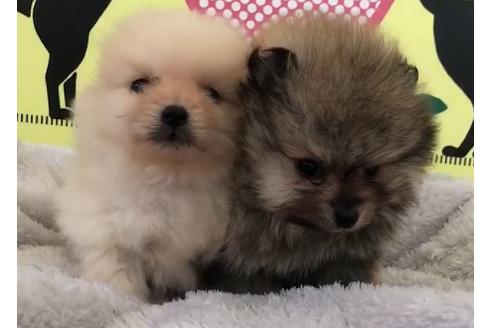 成約済の栃木県のポメラニアン-63824の1枚目