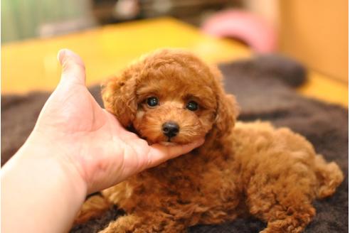 成約済の茨城県のトイプードル-61632の2枚目