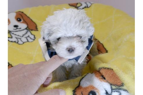 成約済の埼玉県のマルチーズ-62870の15枚目