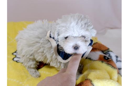 成約済の埼玉県のマルチーズ-62870の13枚目
