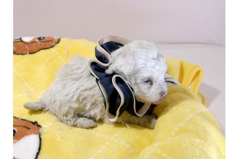 成約済の埼玉県のマルチーズ-62870の9枚目