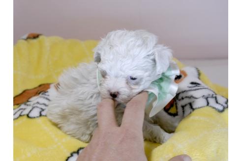 成約済の埼玉県のマルチーズ-62871の12枚目
