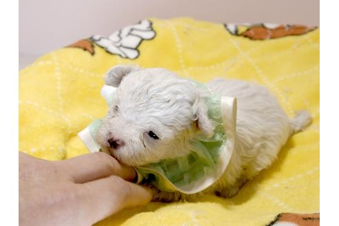成約済の埼玉県のマルチーズ-62871の8枚目