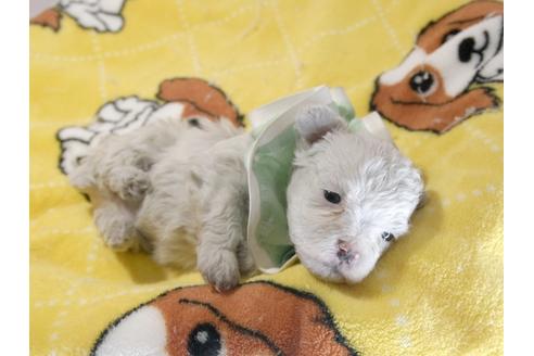 成約済の埼玉県のマルチーズ-62871の6枚目