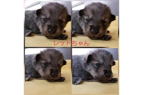 成約済の北海道のその他の犬種-63356