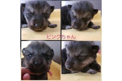 成約済の北海道のその他の犬種-63829の1枚目