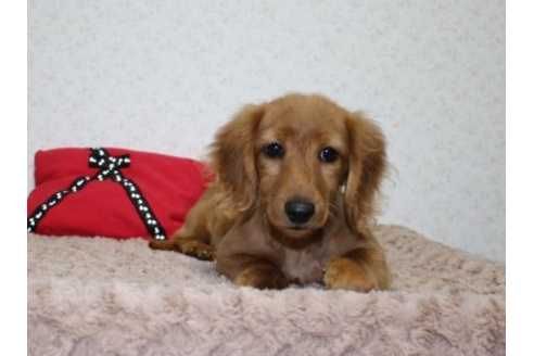 成約済の埼玉県のミニチュアダックスフンド(ロングヘアード)-57190の1枚目