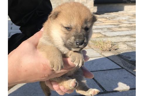 成約済の長崎県の柴犬-58063の6枚目