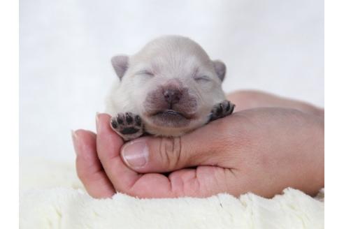 成約済の大阪府のポメラニアン-63837の2枚目